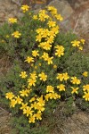 Narrowleaf Mock Goldenweed