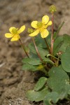 Sagebrush Buttercup