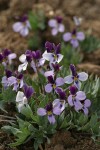 Sagebrush Violets