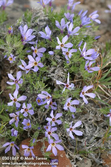 Phlox hoodii