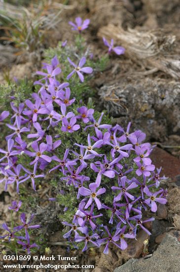 Phlox hoodii
