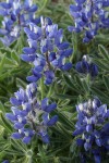 Prairie Lupine blossoms & foliage