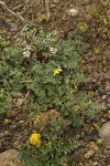Umtanum Ridge (yellow) & Canby's (white) Desert Parsleys