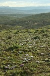 Cushion Phlox & Umtanum Ridge Desert Parsley on lithosol, view south