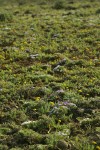 Cushion Phlox & Umtanum Ridge Desert Parsley on lithosol