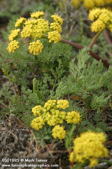 Lomatium quintuplex