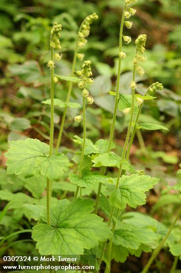 Tellima grandiflora