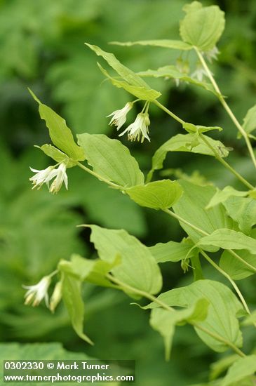 Disporum hookeri var. oreganum