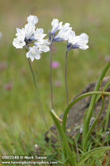 Triteleia grandiflora var. howellii (Brodeia howellii)