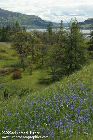 Camassia quamash; Zigadenus venenosus; Pinus ponderosa; Quercus garryana