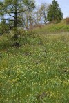 Bare-stem Desert Parsley in meadow
