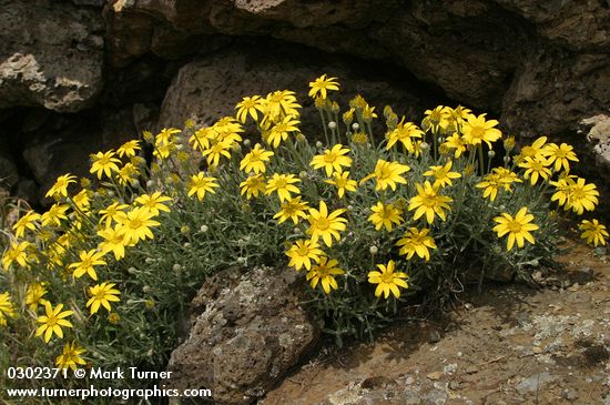 Eriophyllum lanatum var. integrifolium