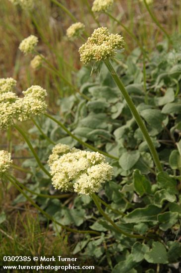 Eriogonum compositum var. compositum