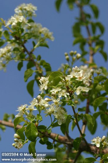 Prunus emarginata