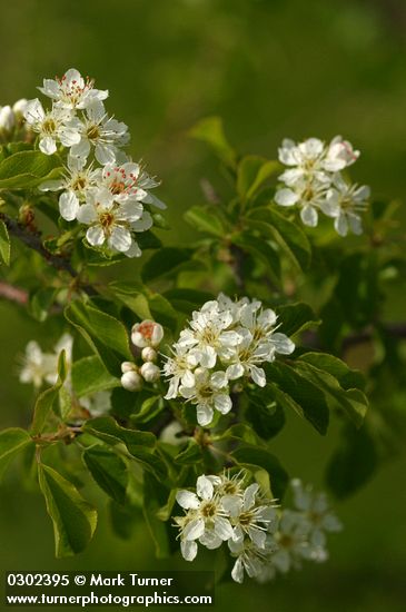 Prunus emarginata