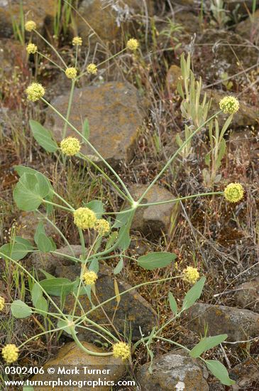 Lomatium nudicaule