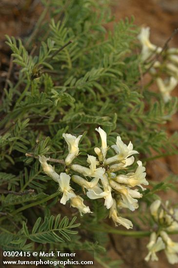 Astragalus reventiformis