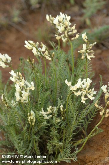 Astragalus reventiformis