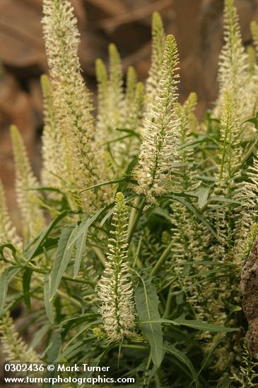 Thelypodium laciniatum