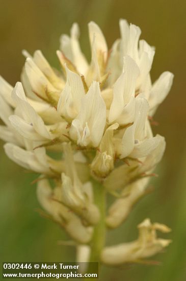 Astragalus hoodianus