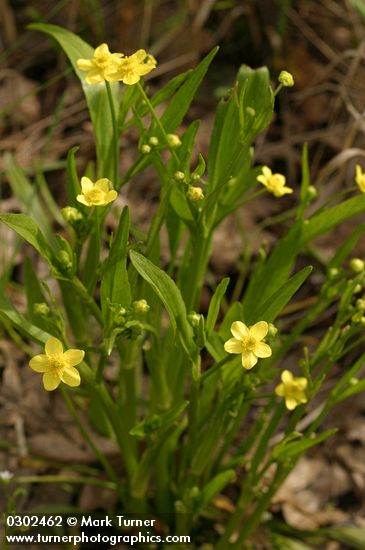 Ranunculus alismifolius