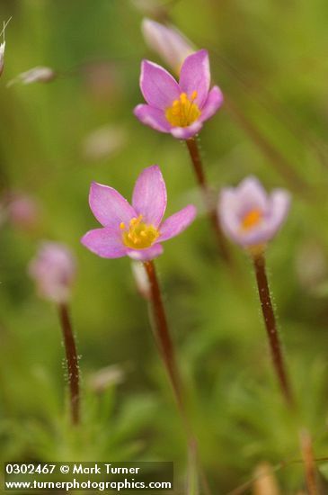 Linanthus bicolor
