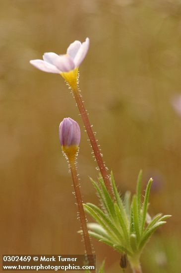 Linanthus bicolor