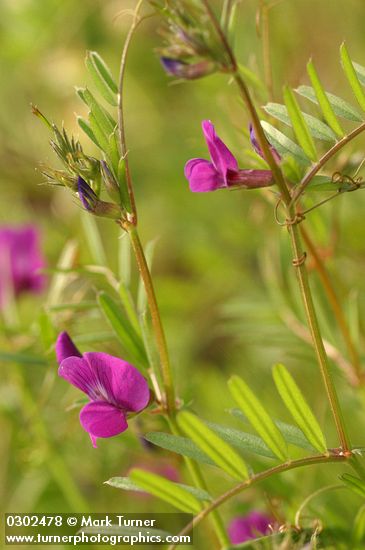 Vicia sativa