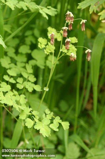 Thalictrum occidentale