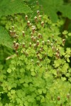 Western Meadow Rue