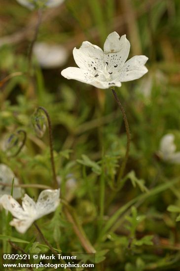 Nemophila menziesii var. atomaria