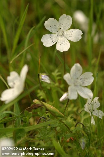 Nemophila menziesii var. atomaria