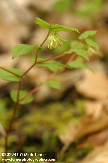 Disporum hookeri