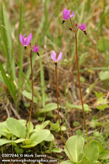 Dodecatheon hendersonii
