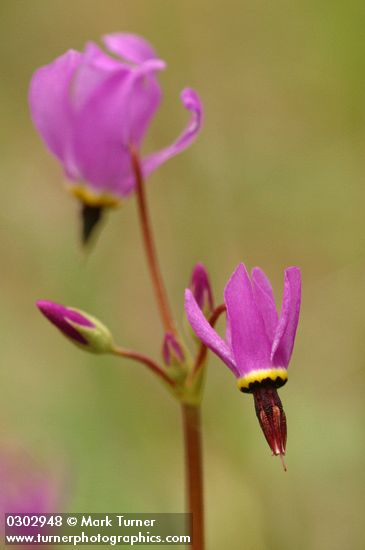 Dodecatheon hendersonii
