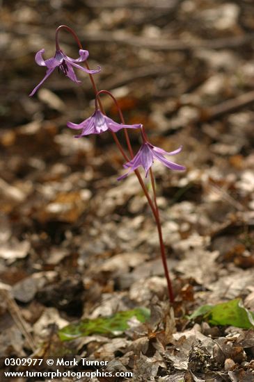 Erythronium hendersonii