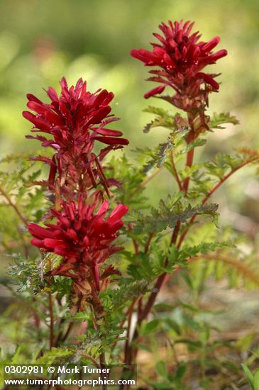 Pedicularis densiflora