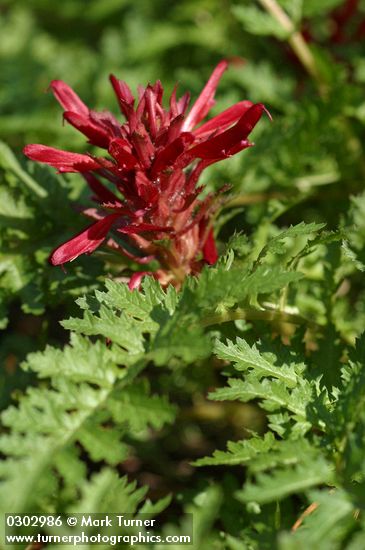 Pedicularis densiflora