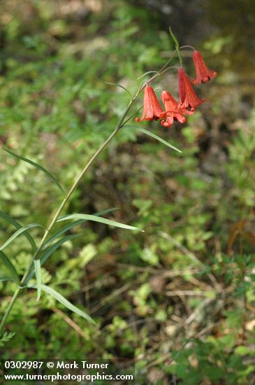 Fritillaria recurva