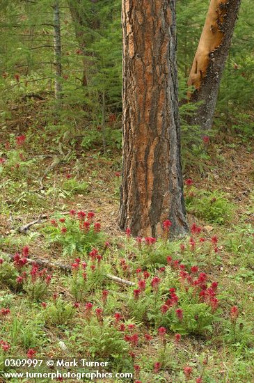 Pedicularis densiflora; Pinus ponderosa