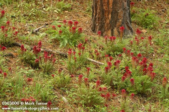 Pedicularis densiflora; Pinus ponderosa