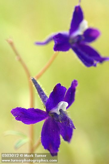 Delphinium sp.