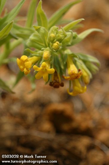 Lithospermum californicum