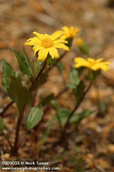 Arnica cernua