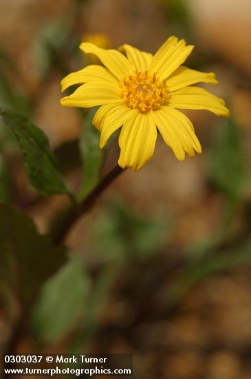 Arnica cernua