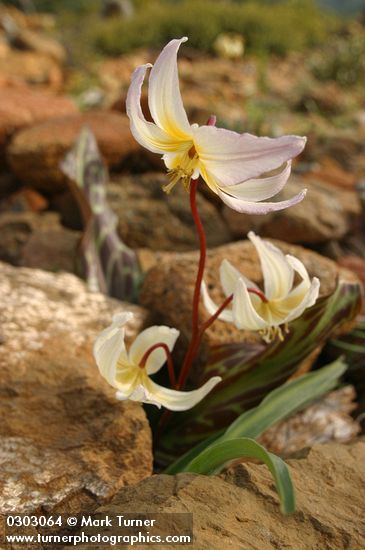 Erythronium citrinum