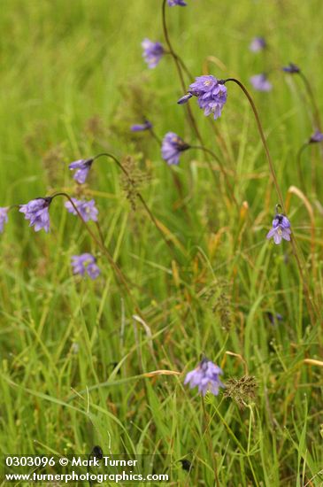 Dichelostemma capitatum ssp. capitatum