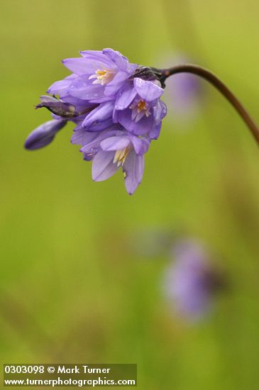 Dichelostemma capitatum ssp. capitatum