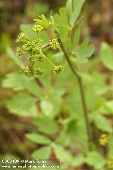 Lomatium californicum