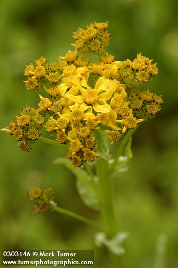 Senecio integerrimus